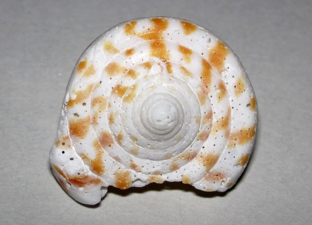 Conus spurius atlanticus (alphabet cone snail shell) (Sanibel Island, Florida, USA) 1