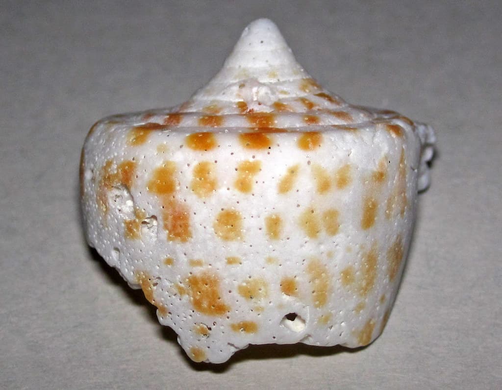 Conus spurius atlanticus (alphabet cone snail shell) (Sanibel Island, Florida, USA) 2