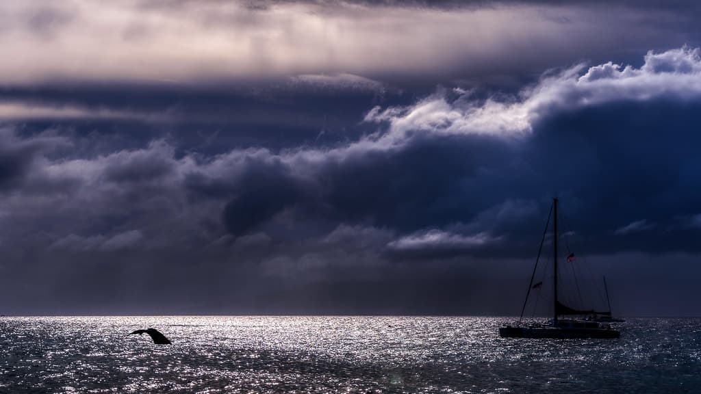 Whale Watching - South Pacific