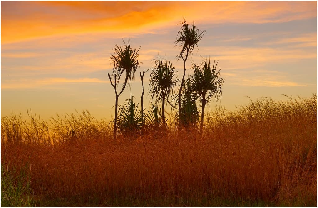 Speargrass & Pandanus silhuoette sunset - Casuarina Beach dunes; Darwin Harbour, NT, Australia