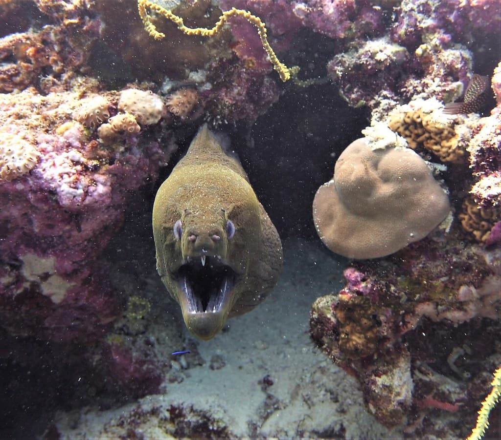 Gymnothorax javanicus