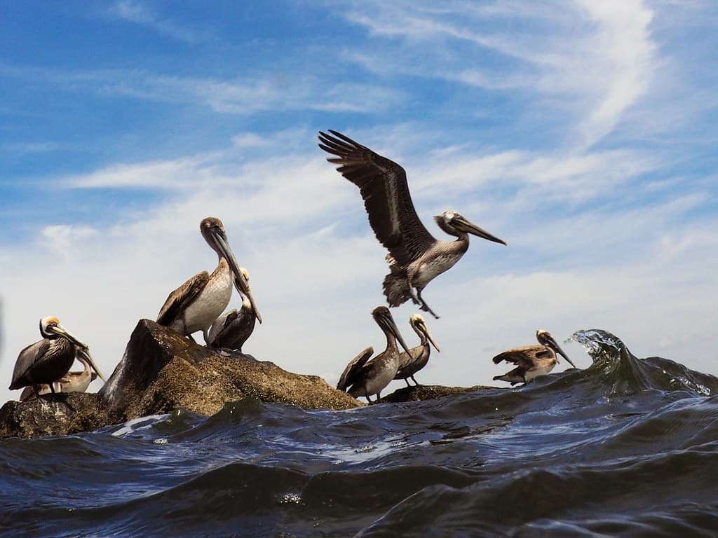 Pelican Sticks the Landing on the Jetty