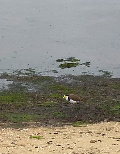 Masked Lapwing