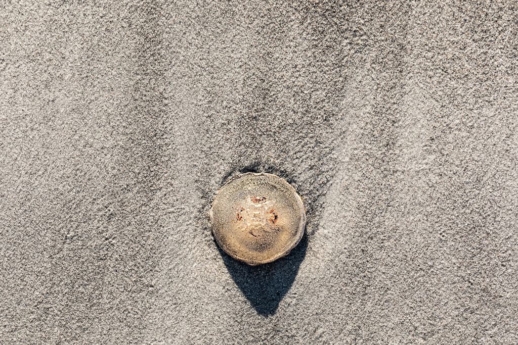 Vallensbæk Strand — photo by godthjaelp