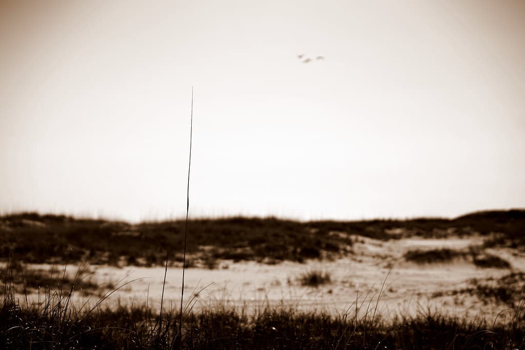 Camp Helen State Park Beach view 2