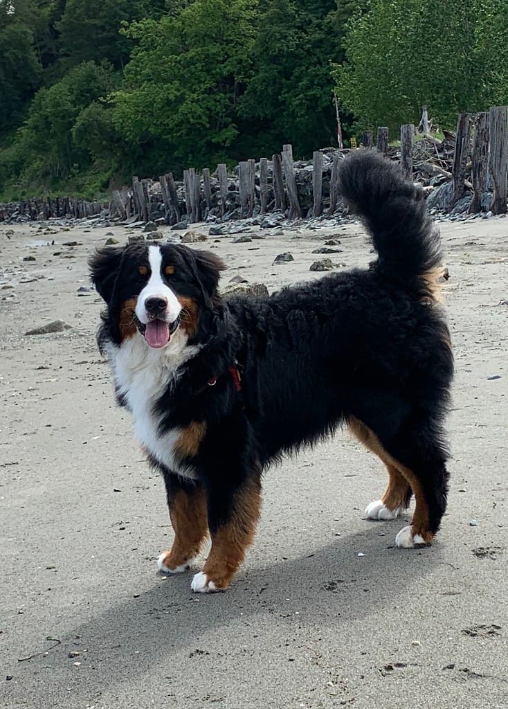 Marcus’s first trip to the beach with Morty