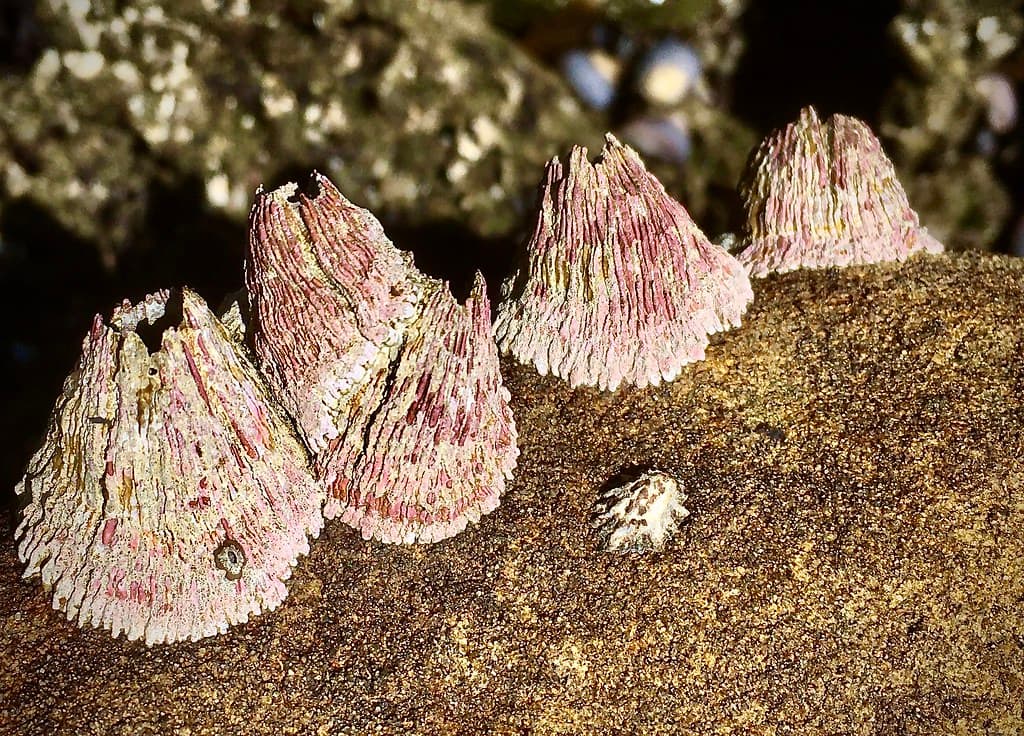 Pink volcano barnacle, Teraclita rubescens Darwin 1854