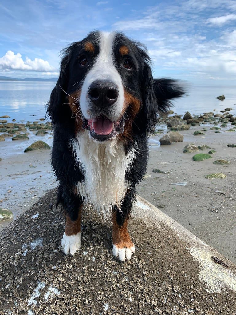 Marcus’s first trip to the beach with Morty