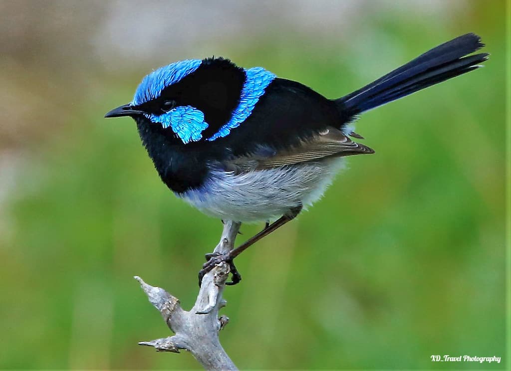 Superb fairywren