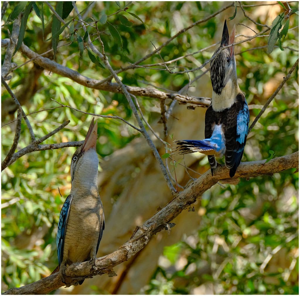 Blue-Winged Kookaburra pair (Dacelo leachii leachii)(male on right) - Fogg Dam Conservation Reserve, Middle Point, Northern Territory, Australia