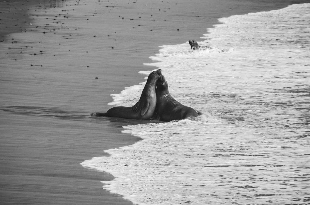Sea lions