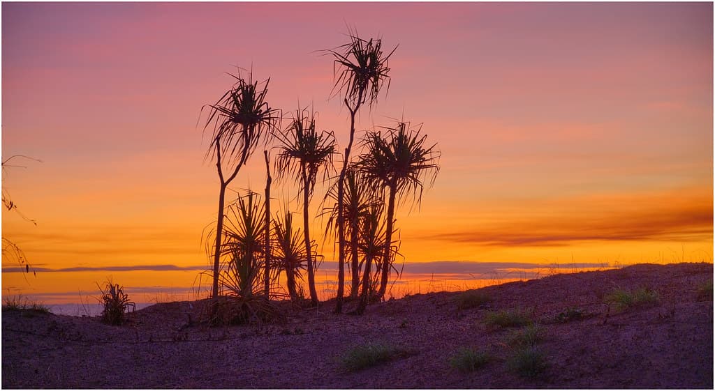 Pandanus Beach