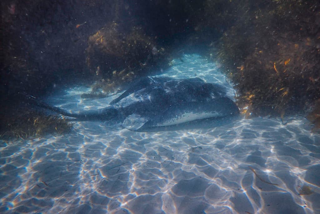 Smooth Stingray, underwater at Bicheno Beach, Bicheno, Tasmania-3
