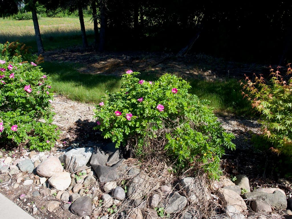 Rosa rugosa (China Native) 2020 photo