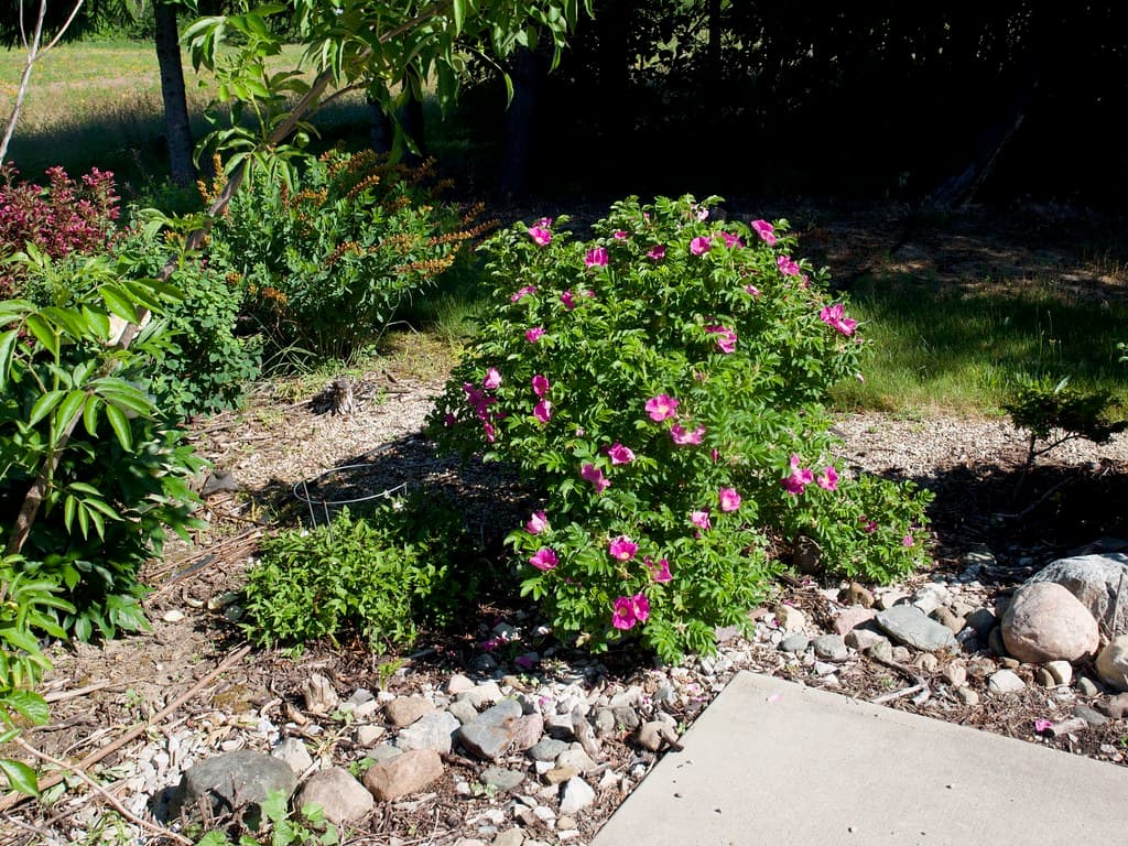Rosa rugosa (China Native) 2020 photo