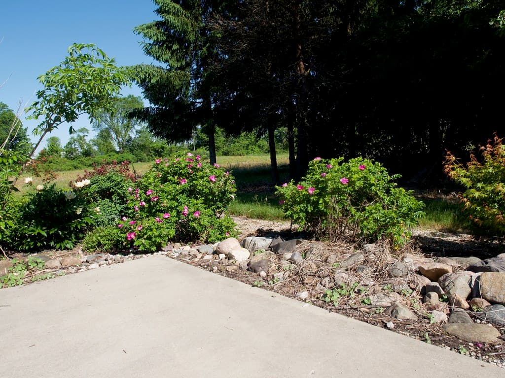 Rosa rugosa (China Native) 2020 photo