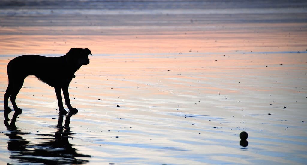 Our Bonny Lass - On the Beach and on the Ball!