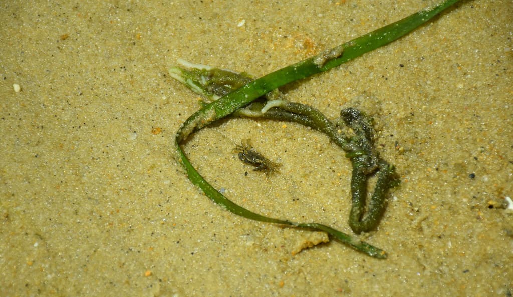 Tiny Crab, Joseph Sylvia State Beach