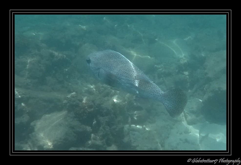 Snorkeling Flora Beach- Pulau Besar- Perhentian- Malaisie- Malaysia