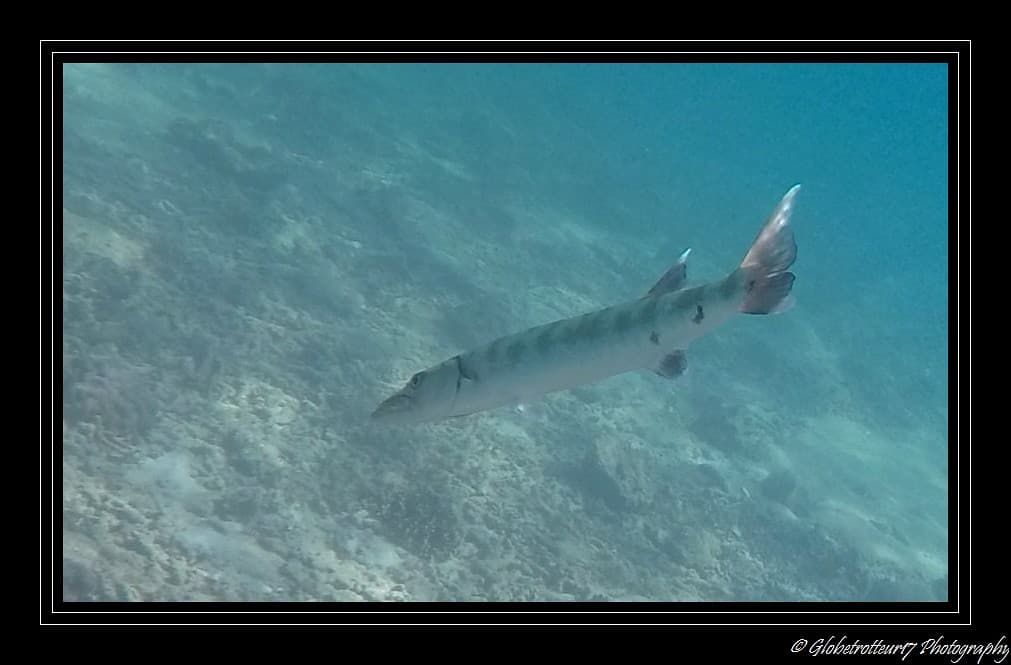 Snorkeling Flora Beach- Pulau Besar- Perhentian- Malaisie- Malaysia