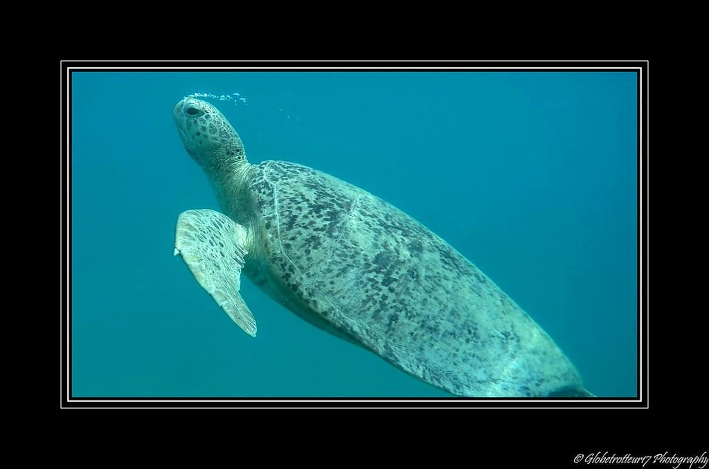 Snorkeling à Teluk Pauh Beach- Pulau Besar- Perhentian Islands- Malaisie- Malaysia