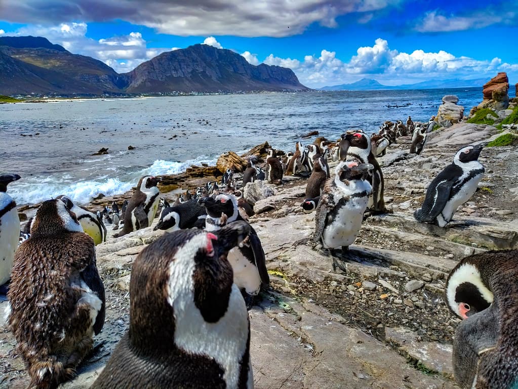 Stony Point Penguin Colony, Betty’s Bay, 20171115