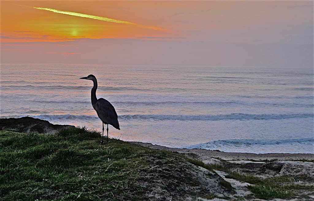 South of Half Moon Bay