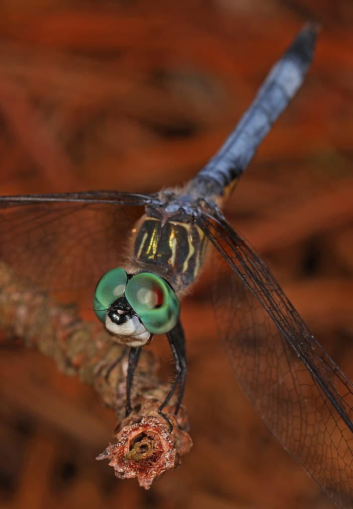 226/366 Blue Dasher - Pachydiplax longipennis, First Landing State Park, Virginia Beach, Virginia