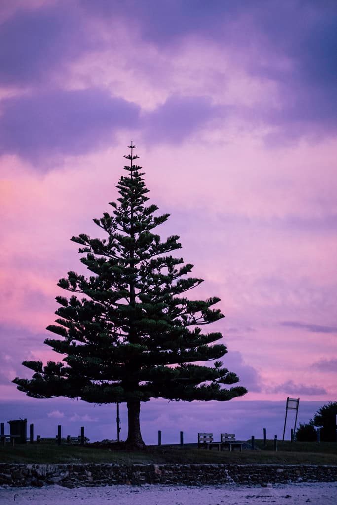 Norfolk Pines, Boat Harbour Beach, Boat Harbour, Tasmania-7