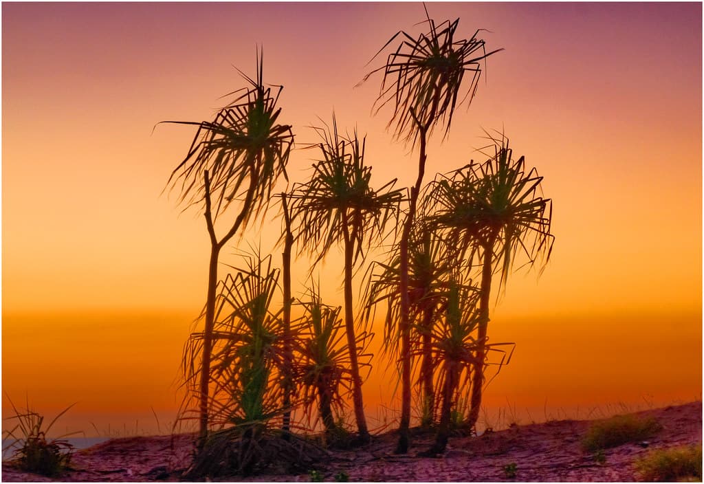 Pandanus silhouette twilight - Casuarina Beach, Darwin Harbour, Northern Territory, Australia