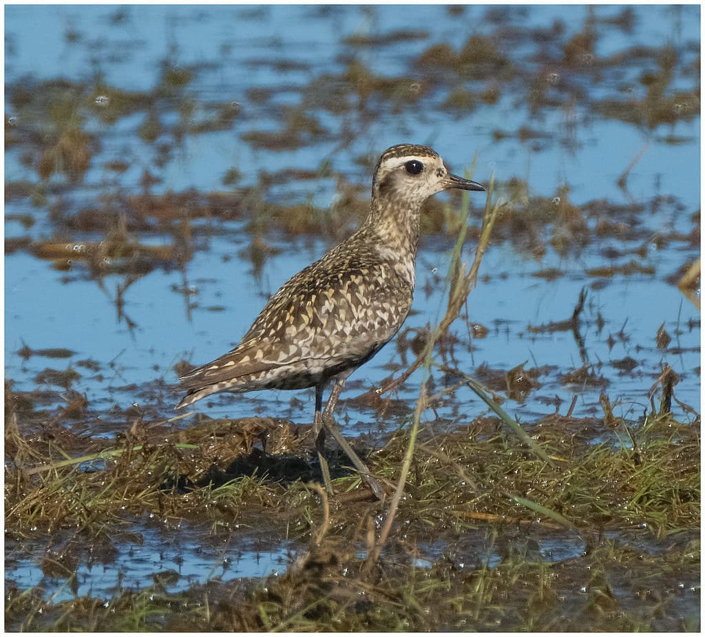 Pacific Golden Plover - McMinn's Lagoon, Outer Darwin, Northern Territory, Australia