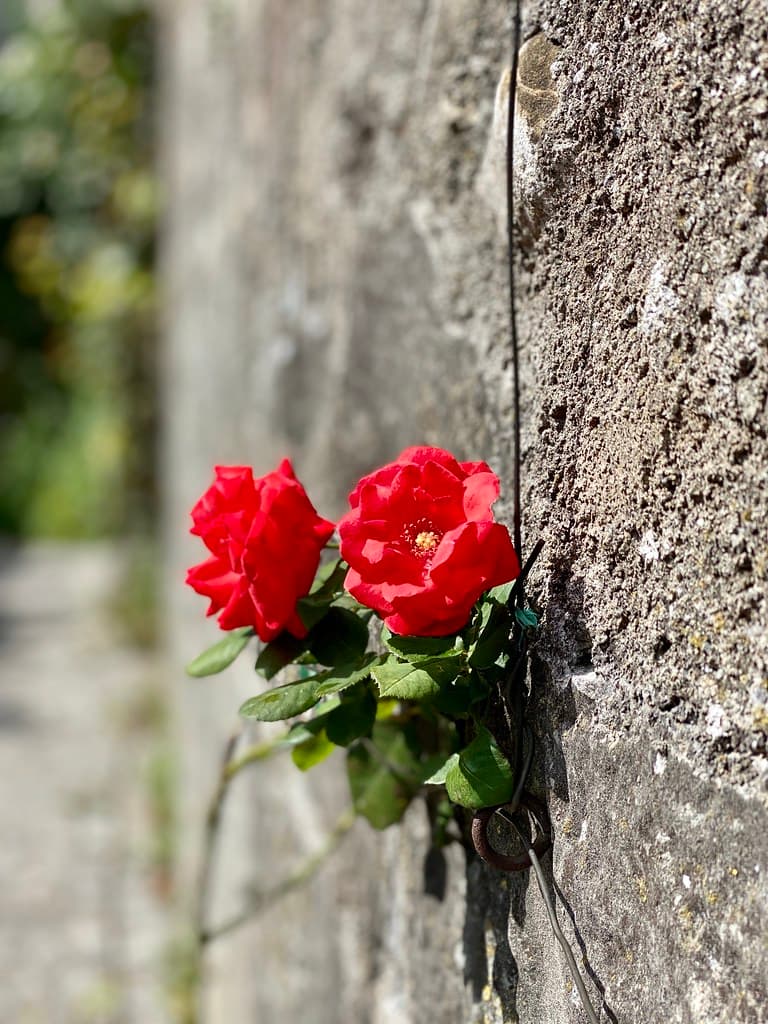 Lindau (Bodensee) - Red roses from the beach at the Gerberschanze