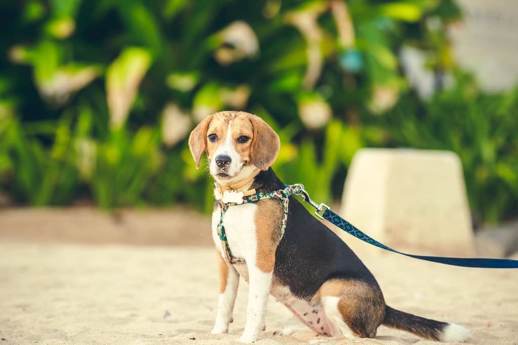 Cute female beagle dog on the beach of Bali island, Indonesia.