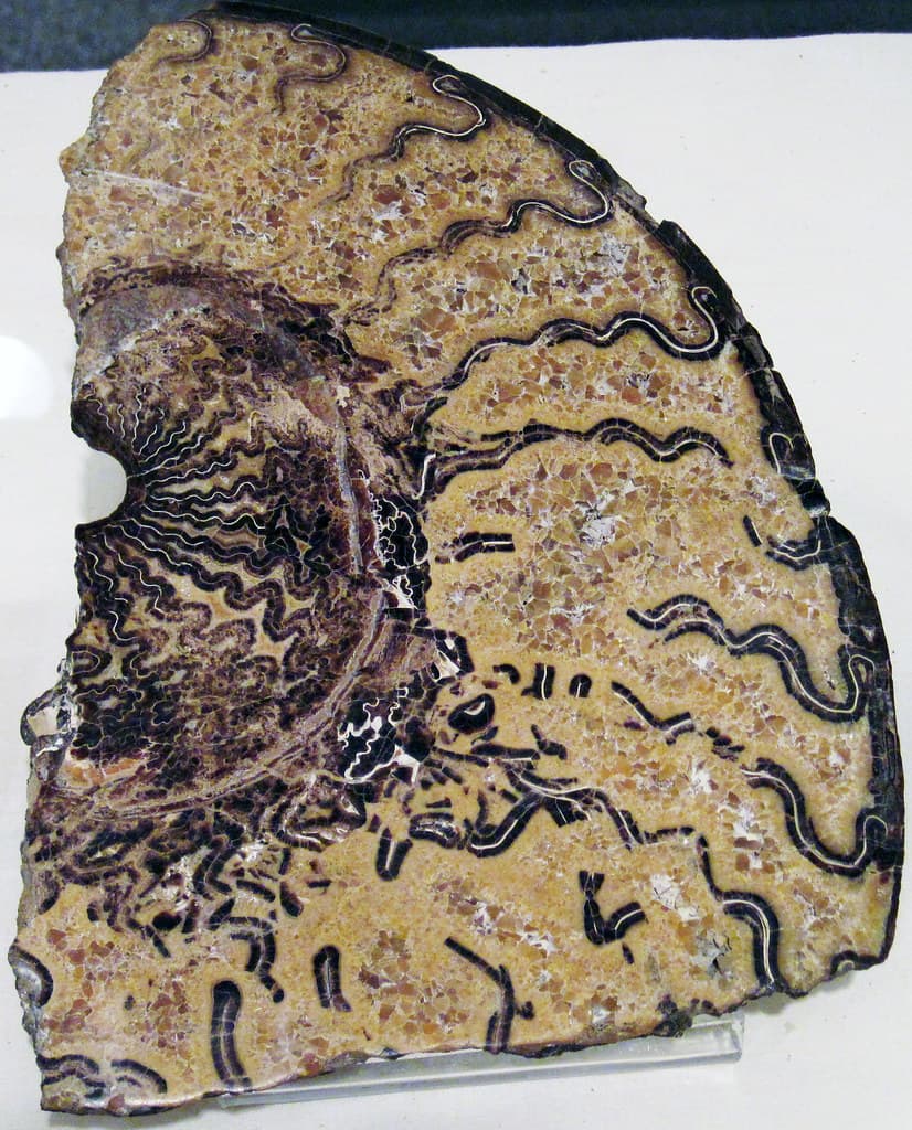 Little Shell North Section