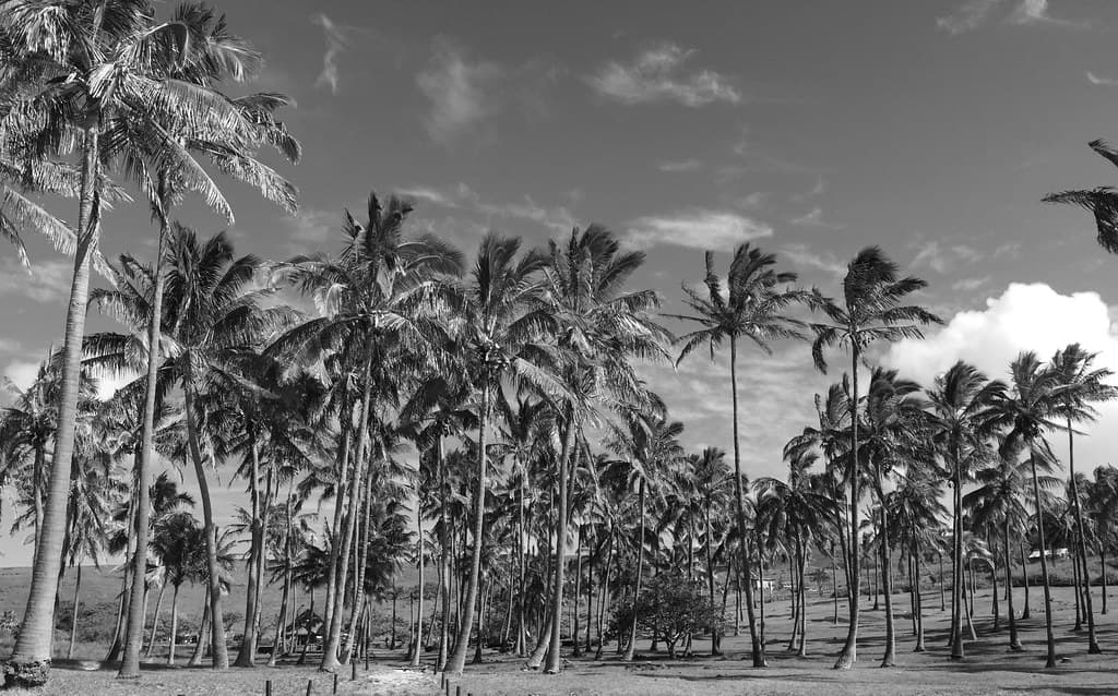 Northeast Coconut Beach