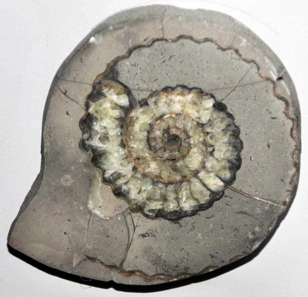 Aegoceras lataecosta (fossil ammonite) (Lower Jurassic)
