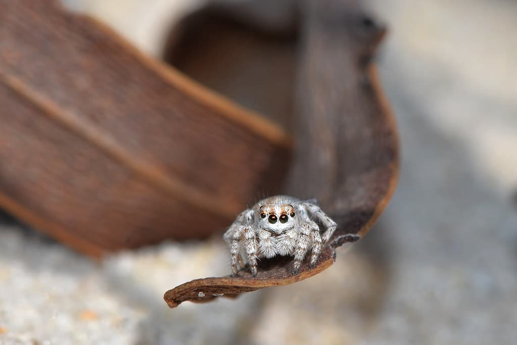 Maratus speculifer