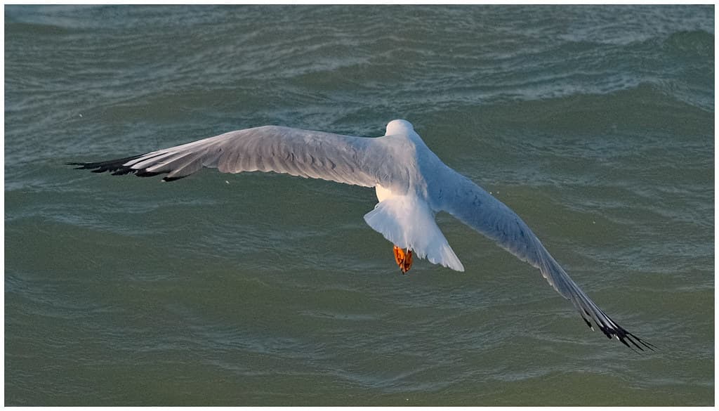 Silver Gull - Nightcliff, Darwin Harbour, NT, Australia