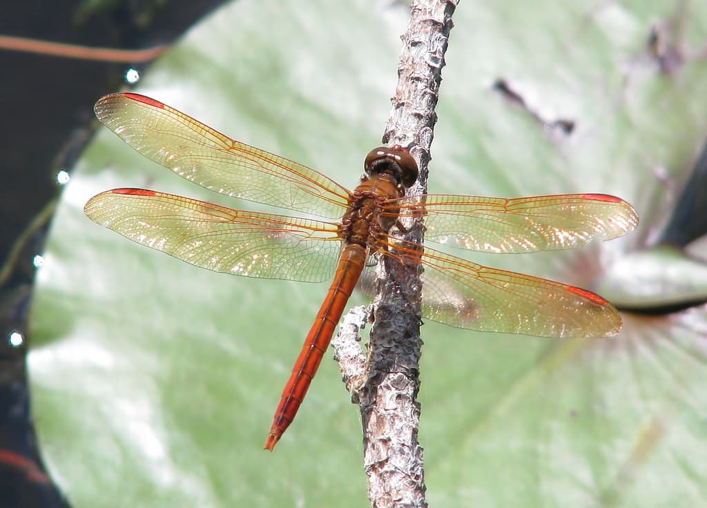 Golden-winged skimmer, adult male - Florida - this week (Libellula auripennis)