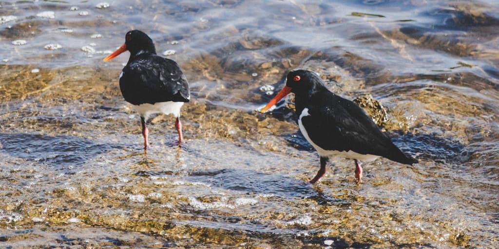 Pied oystercatchers on the hunt, Lindisfarne, Hobart, Tasmania