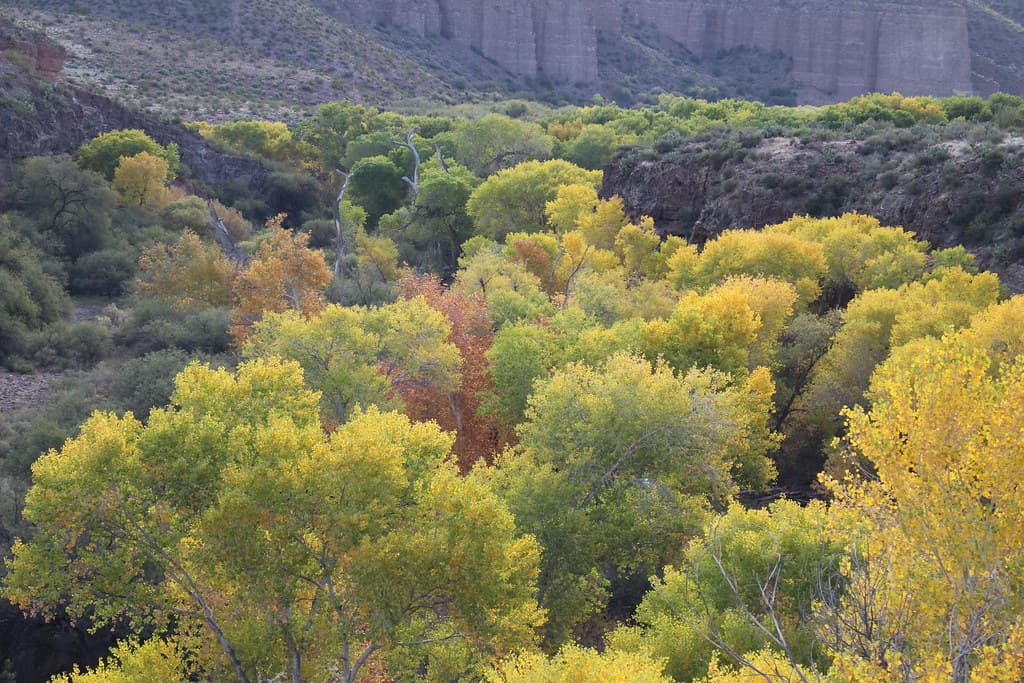 Fall Colors in Gila Box Riparian National Conservation Area