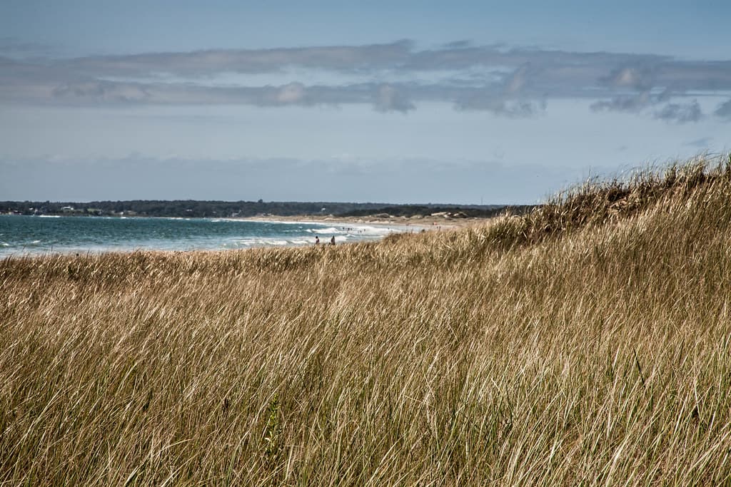 Seaside grass, Horseneck Beach, MA 2020