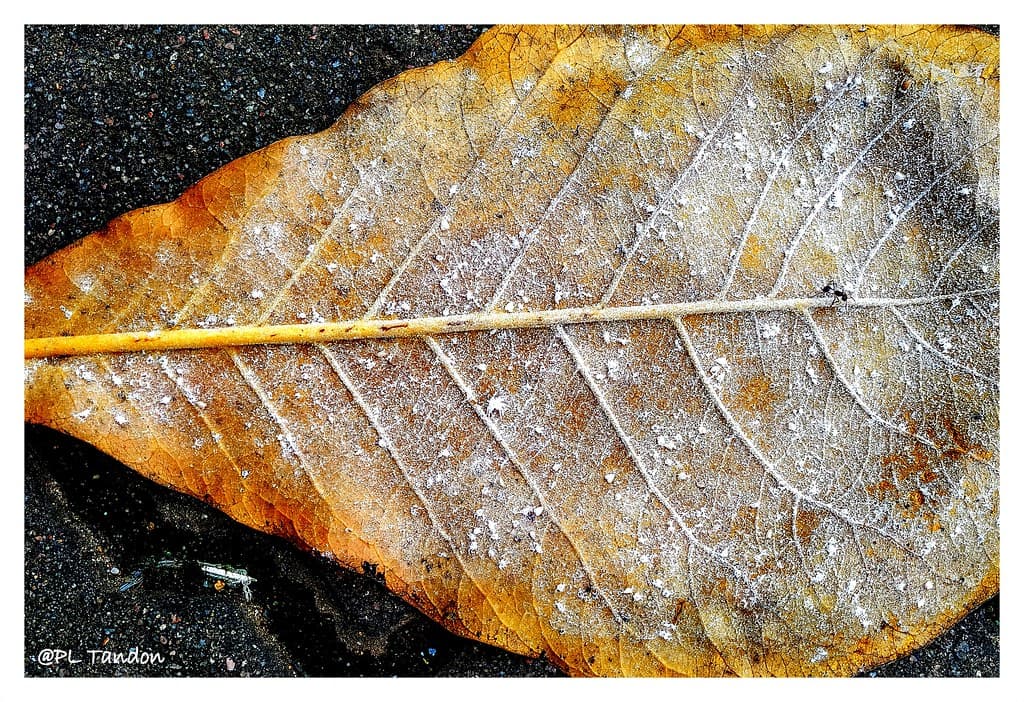 Spiralling Whitefly  on Indian Badam