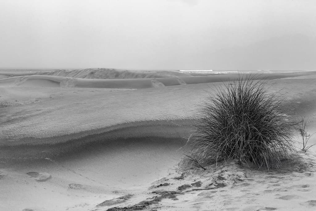 Beach grass