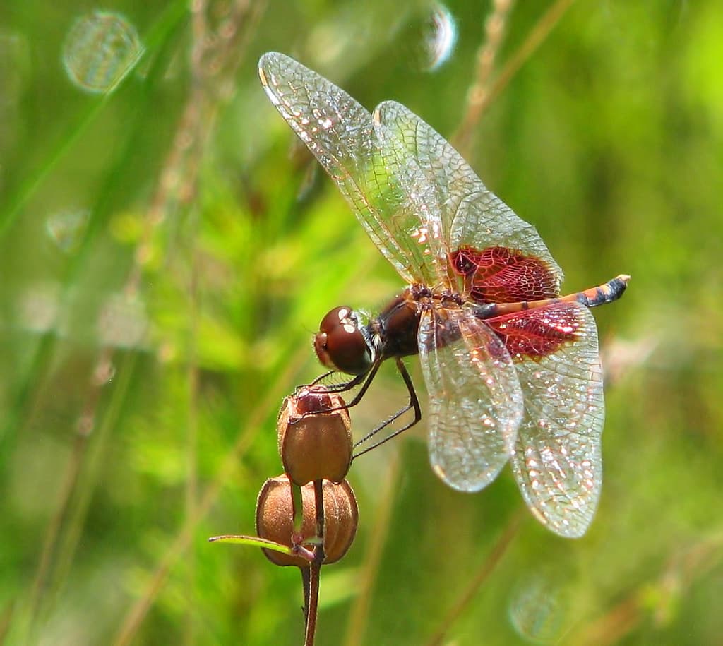 Amanda's pennant, male (Celithemis amanda) - September in Florida