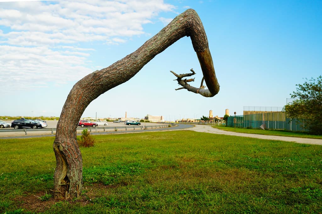 Weird Tree Outside Entrance to the Beach at Jacob Riis Park, Brooklyn