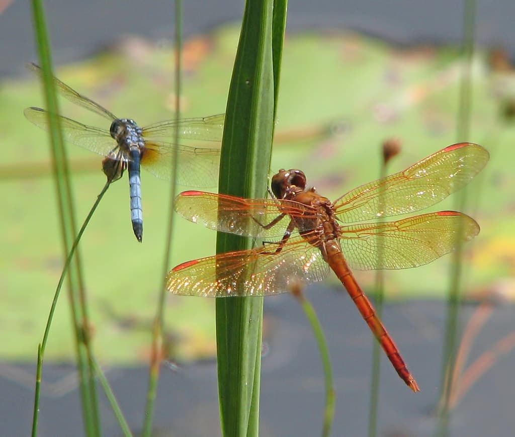 Golden-winged skimmer & Blue Dasher - both males