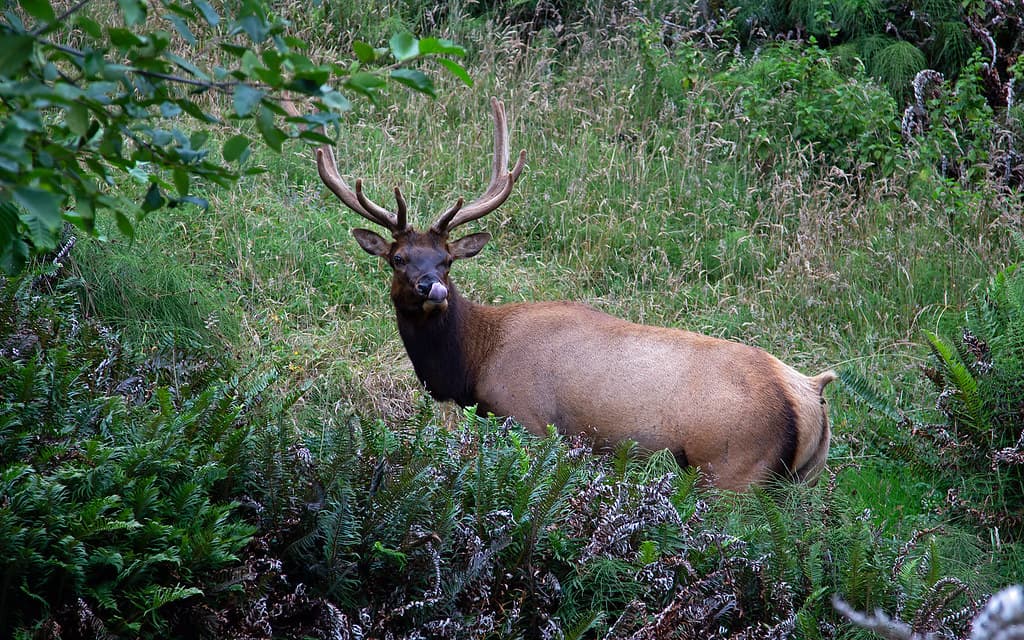 Elk Giving The Raspberry
