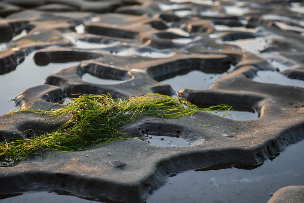 Seaweed on the Rocks