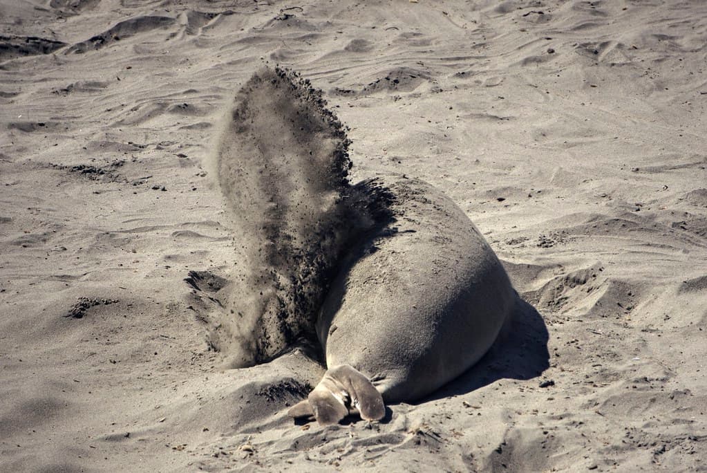 Sand flipping elephant seal